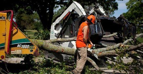 Tree service