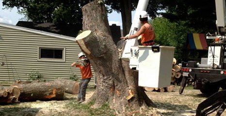 Tree removal