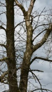 Tree affected by EAB