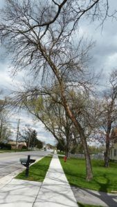 Tree affected by EAB