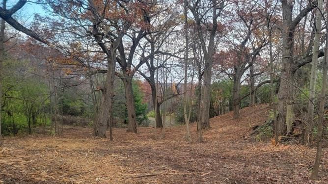 Brown leaves cover the ground in a grove of bare trees under a cloudy sky.