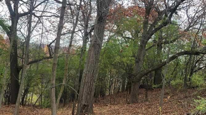 Trees in a forest with brown and green leaves, under a cloudy sky.