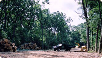 DURING: Clearing 66 ft roadway for Siepmann Development. Removed all trees, brush, and stumps. Saw logs salvaged.