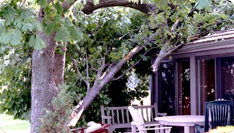 Storm damage requiring tree removal services