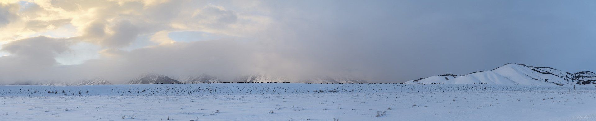 Bison Along Blacktail Butte
