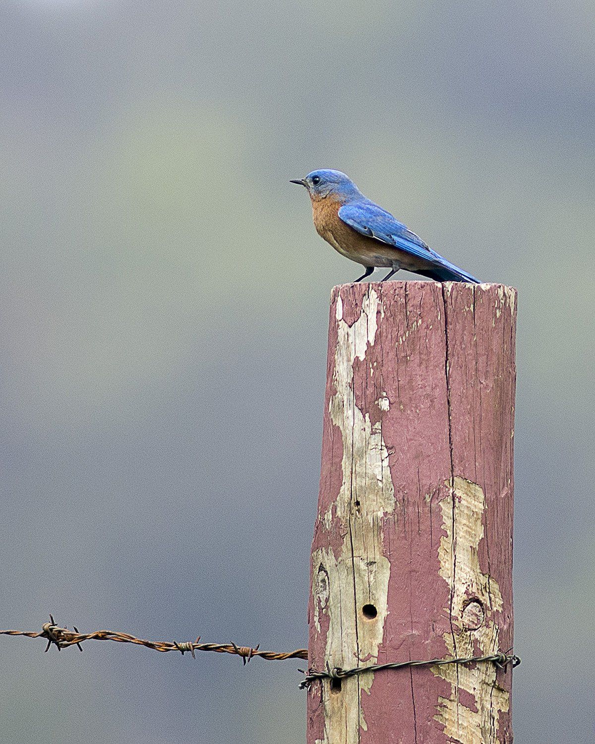 Bluebird at Highland