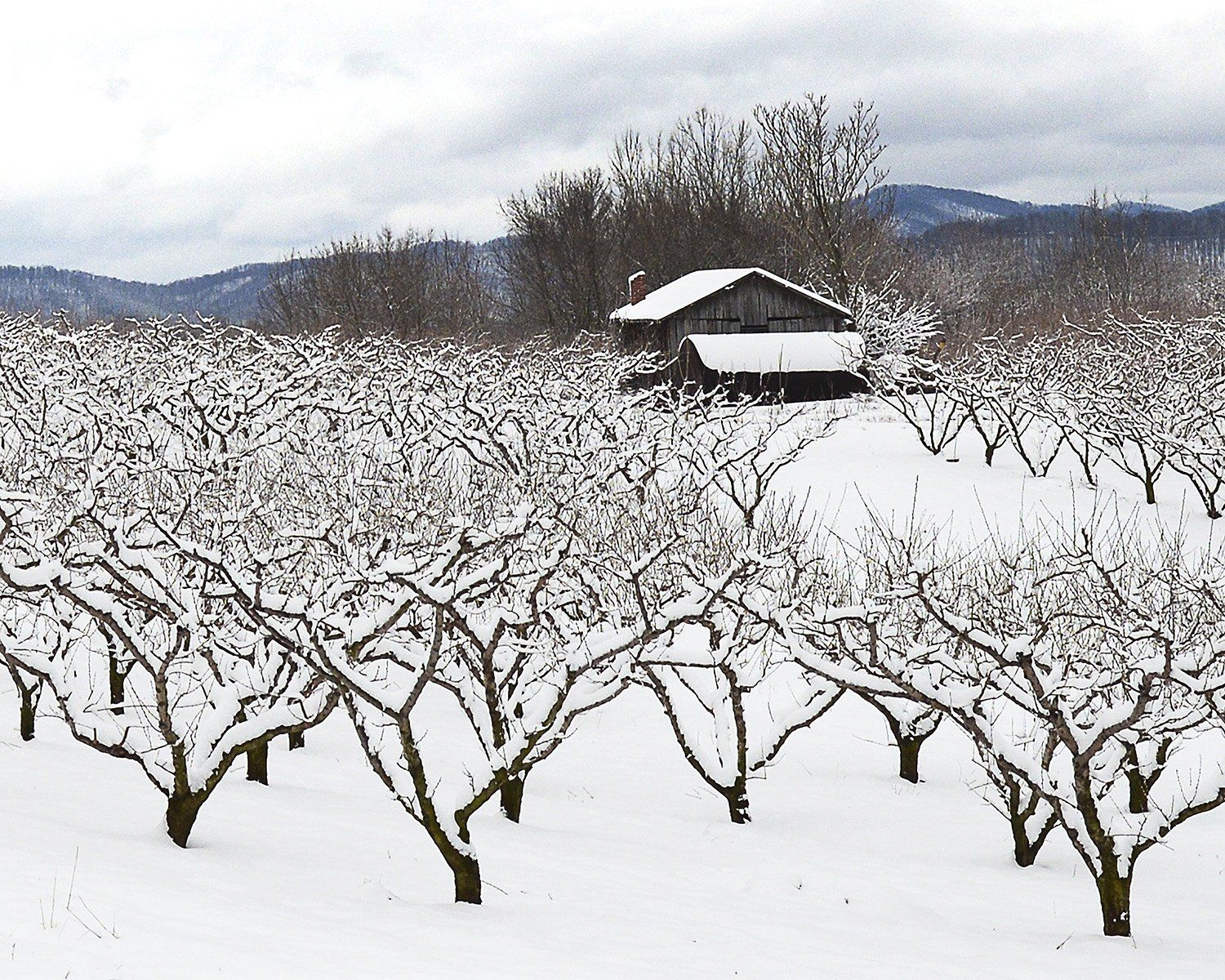 Chiles Peach Orchard Winter