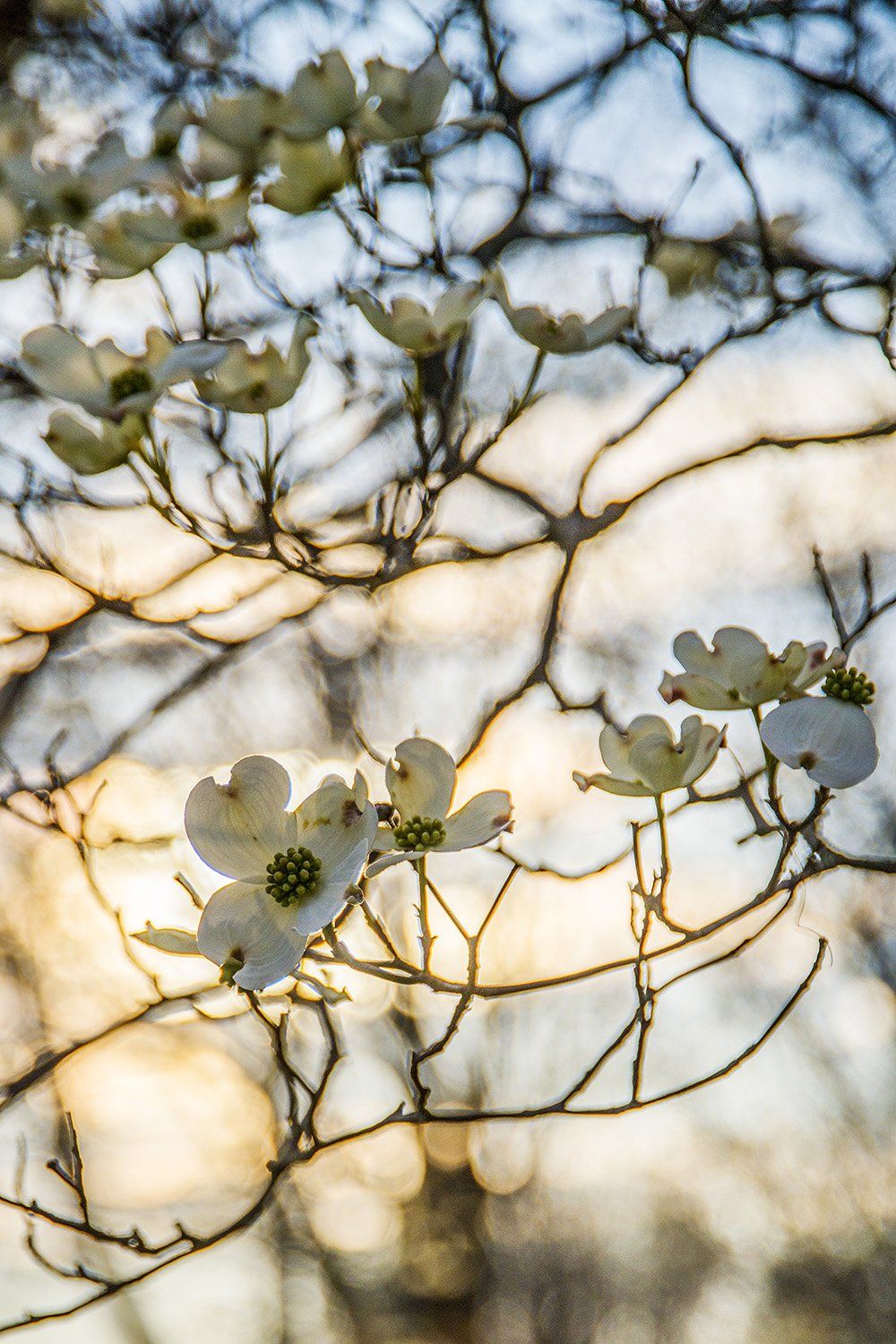 Highland Dogwoods