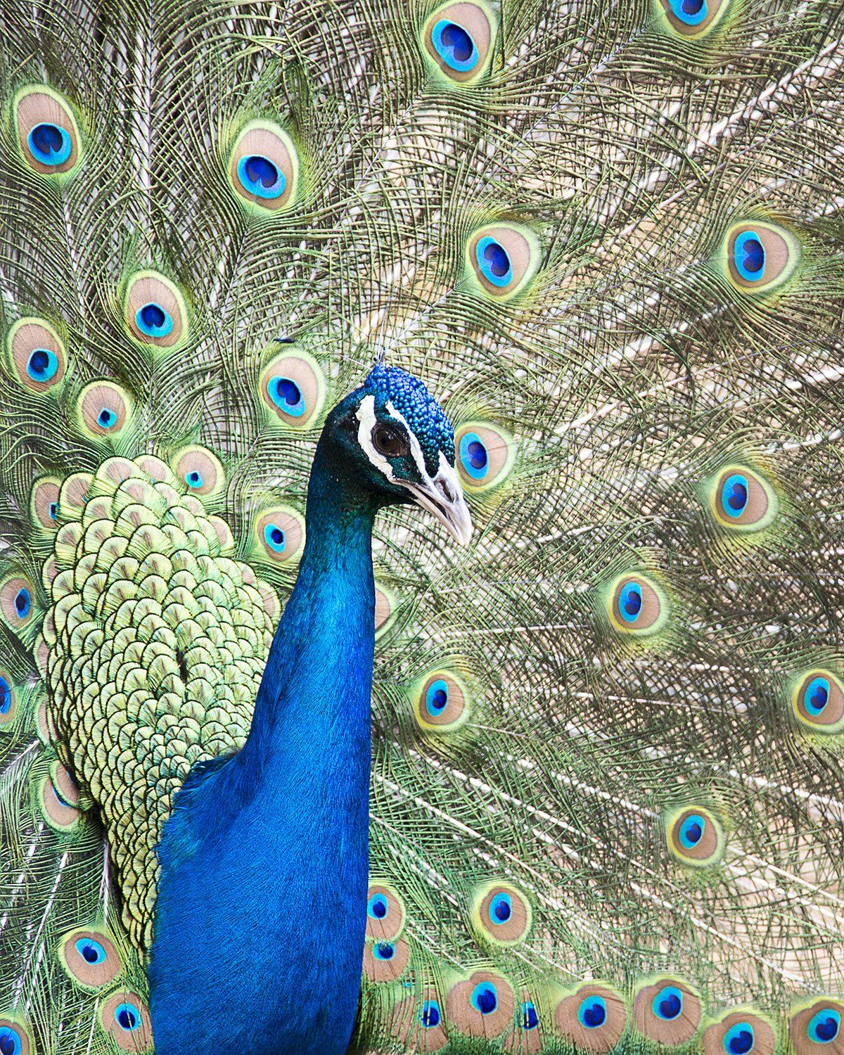Peacock at Highland