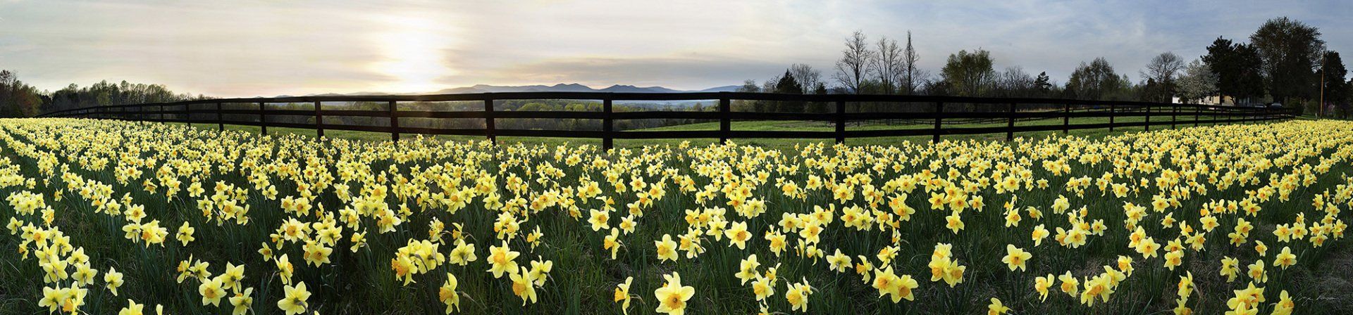 Rt. 29 Daffodils
