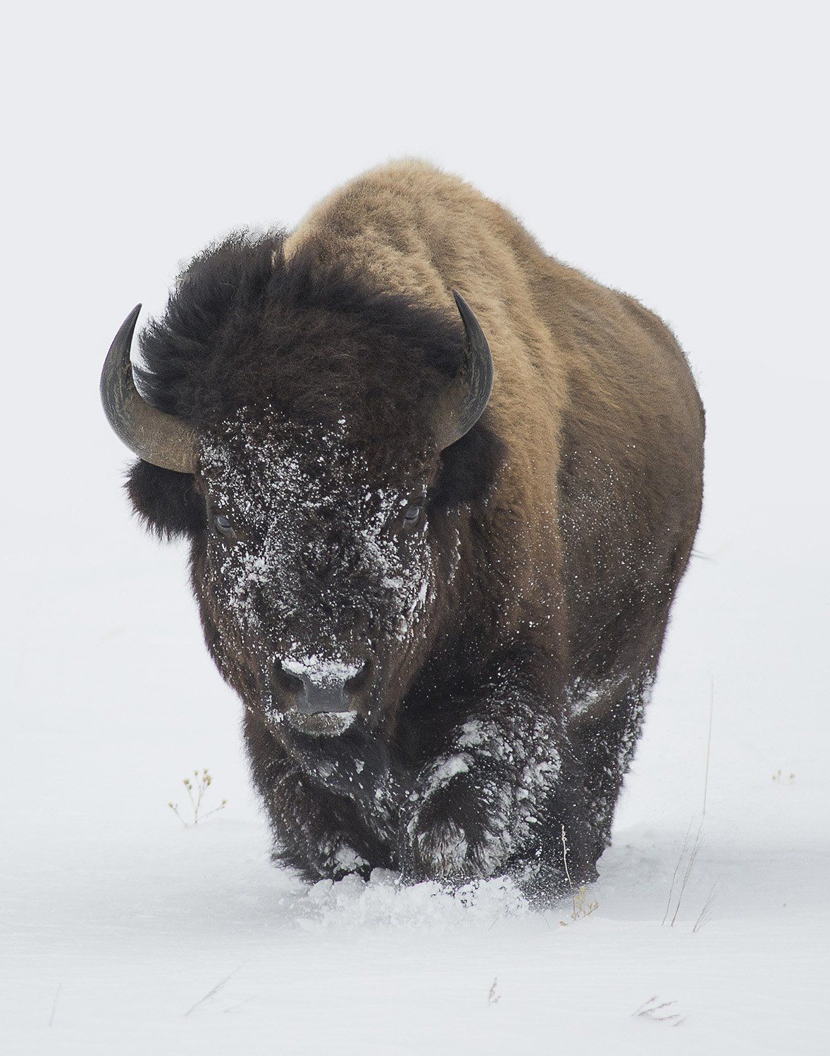Single Bison
