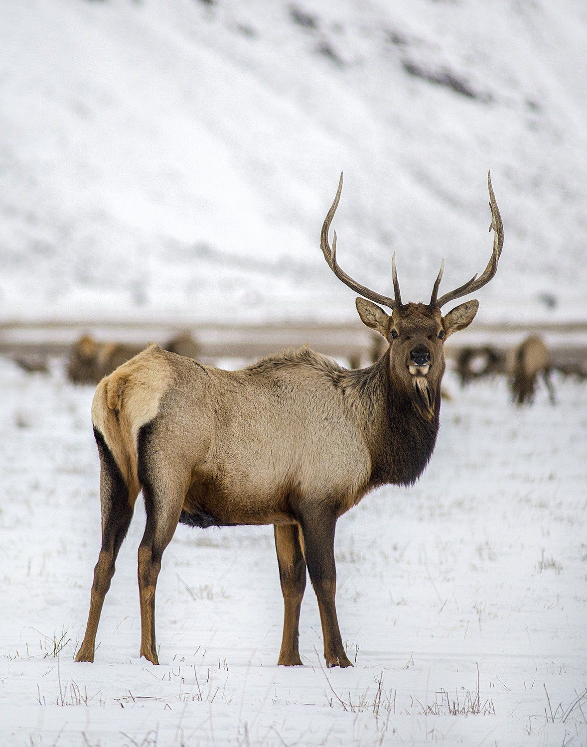 Single Elk
