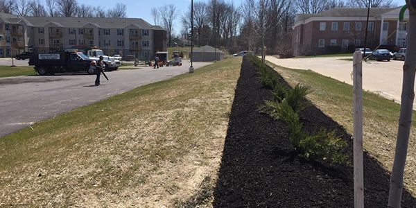 A person is standing next to a row of trees on the side of a road.