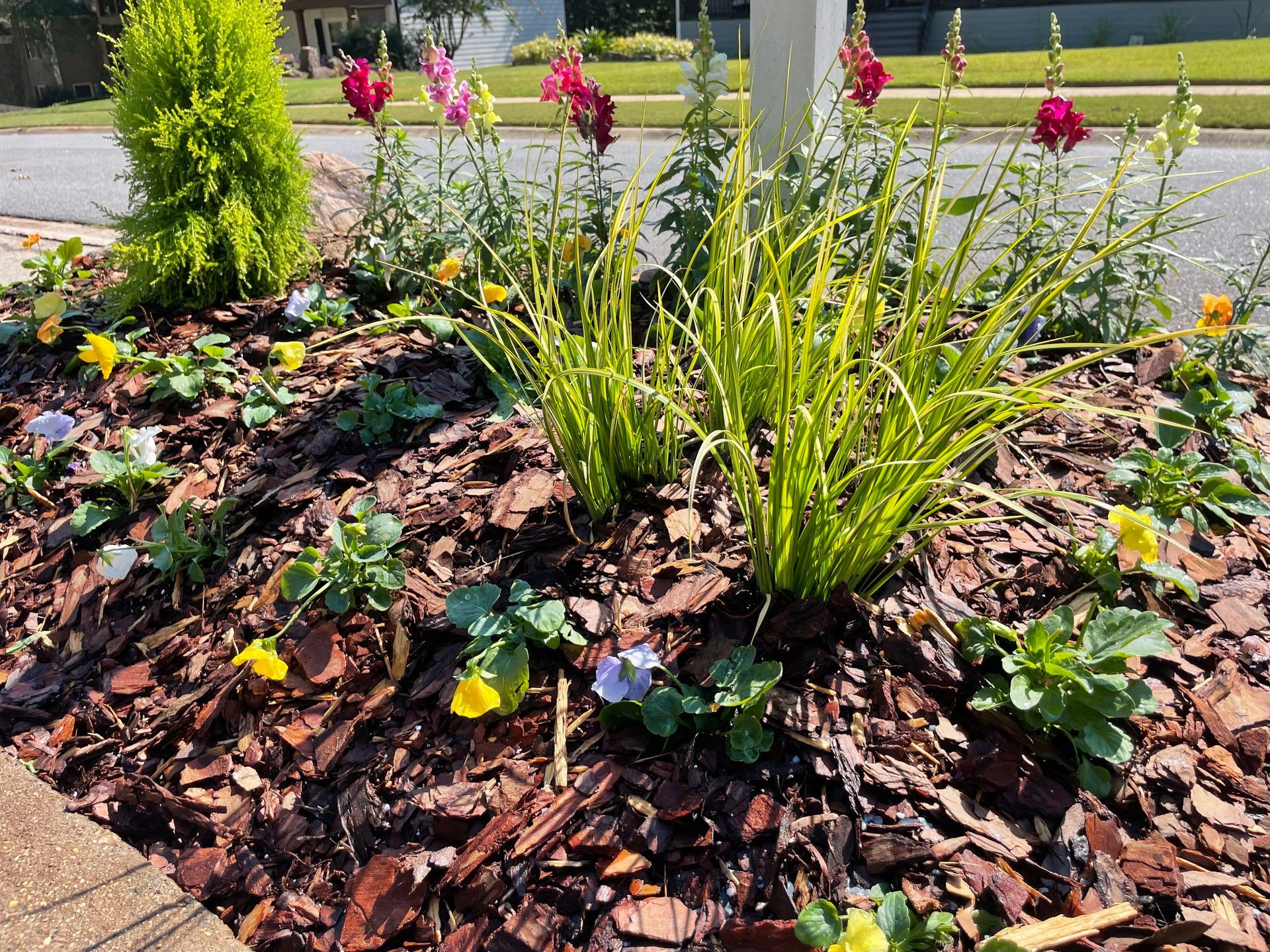 Plants in a new flower bed