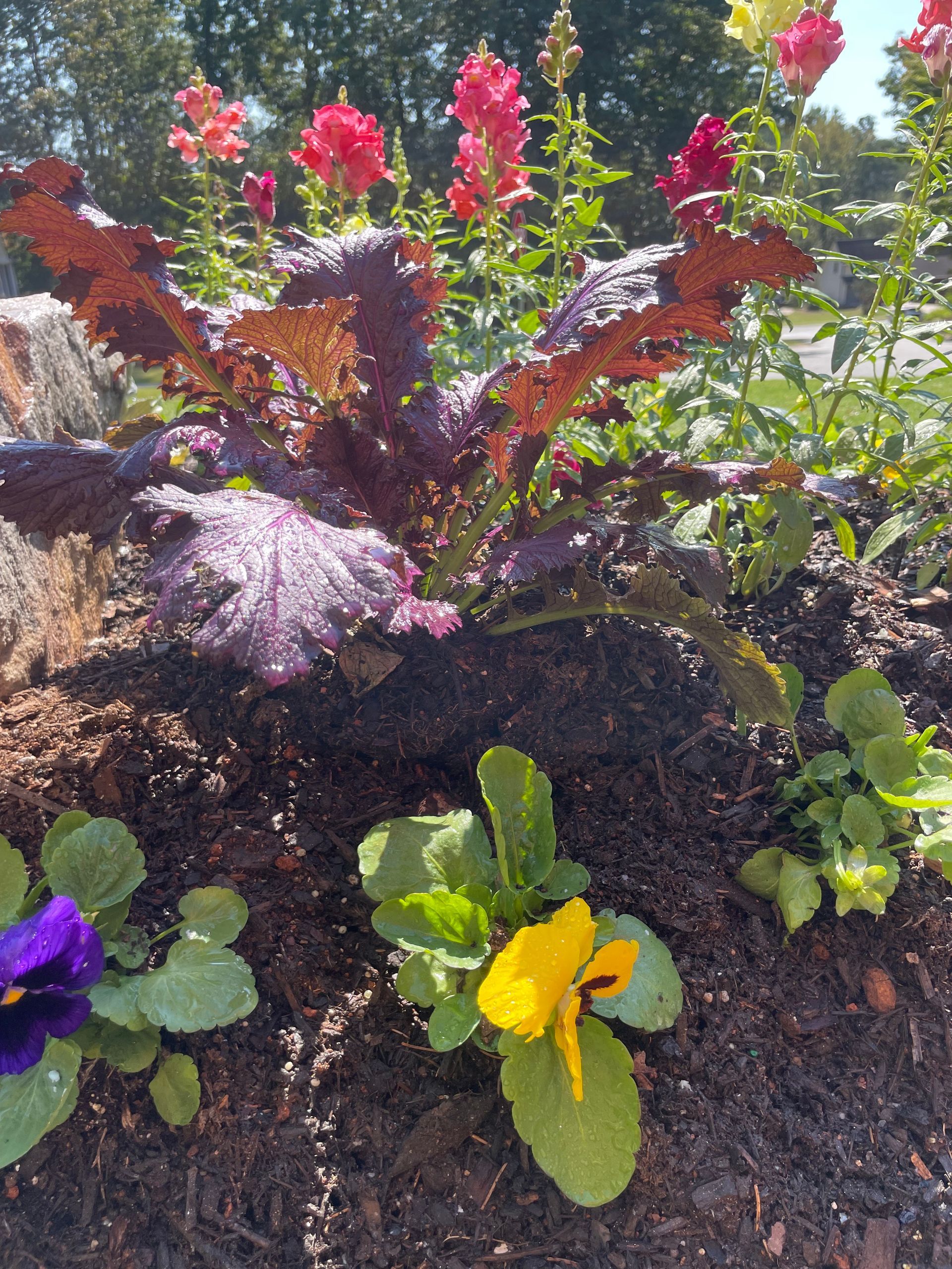 Purple and yellow flowers are growing in a garden
