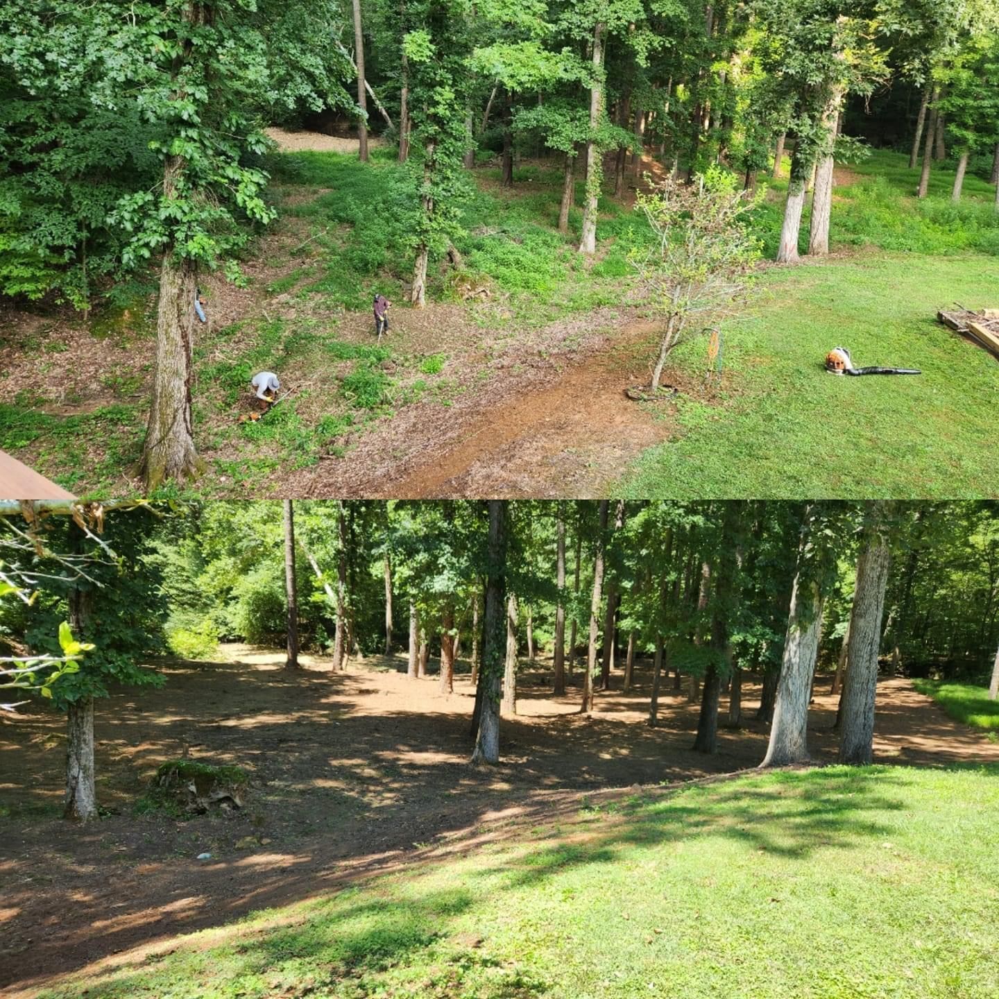 A before and after picture of a lush green forest.