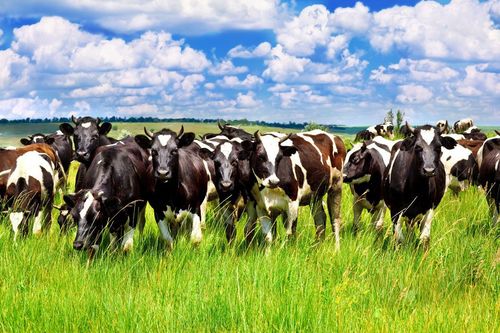 Black and white cows grazing in a green field under a blue sky with clouds