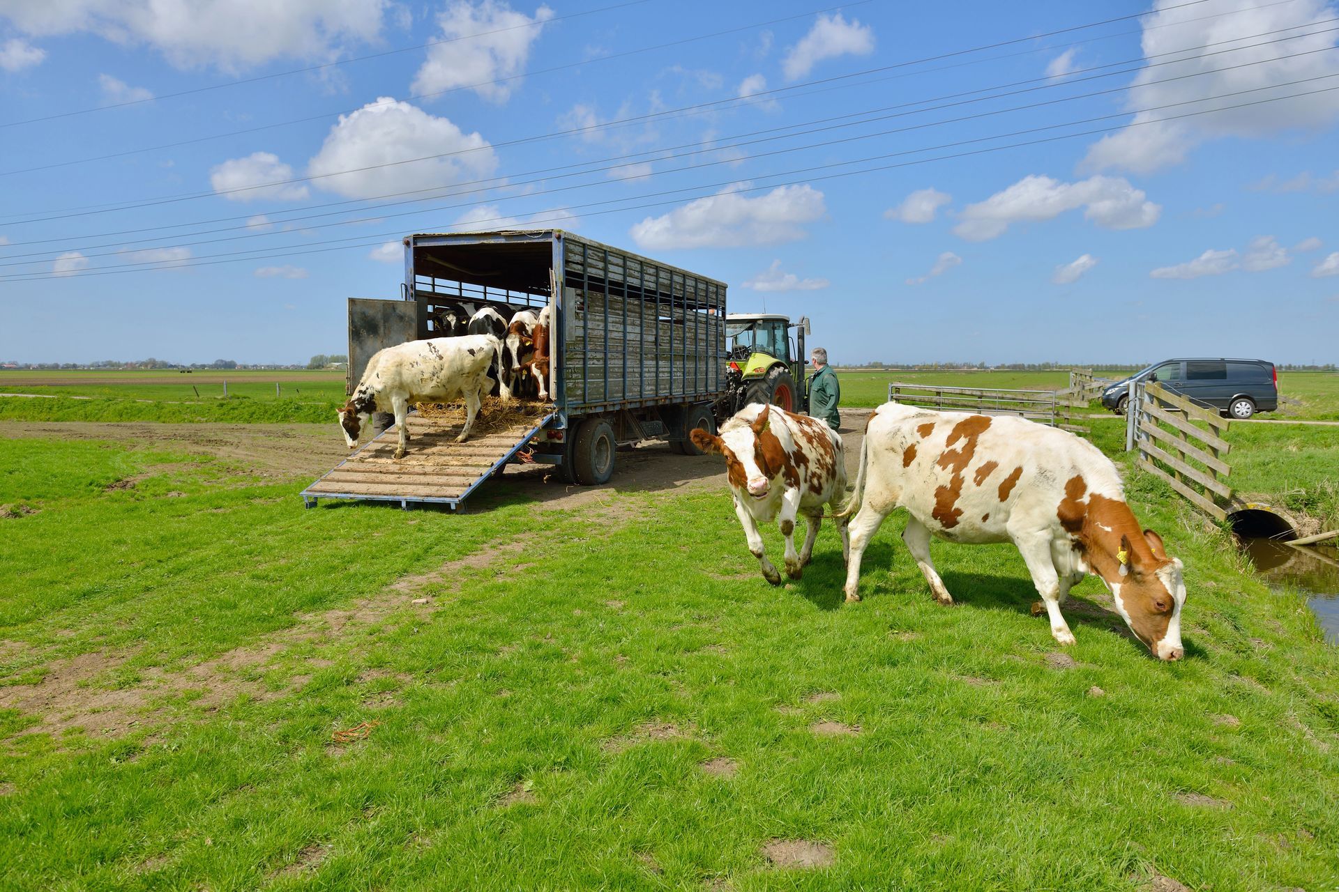 Cows grazing beside a livestock trailer in a green field under a blue, cloudy sky