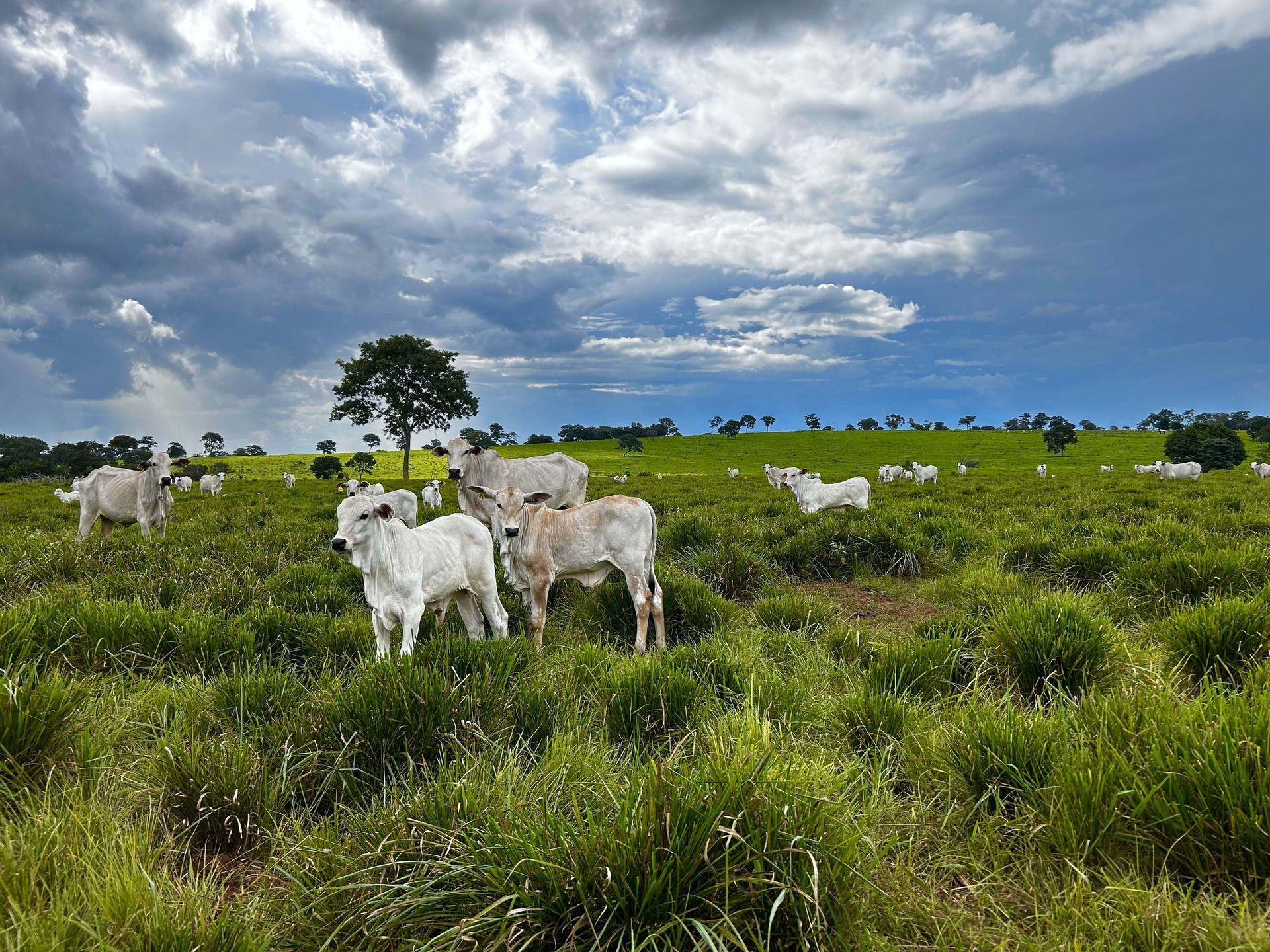 White cows grazing in a green pasture under a dramatic cloudy sky