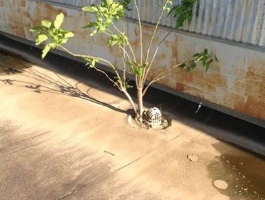 Small tree growing beside a corrugated wall on a sunlit concrete rooftop, with a black-and-white cat curled at its base