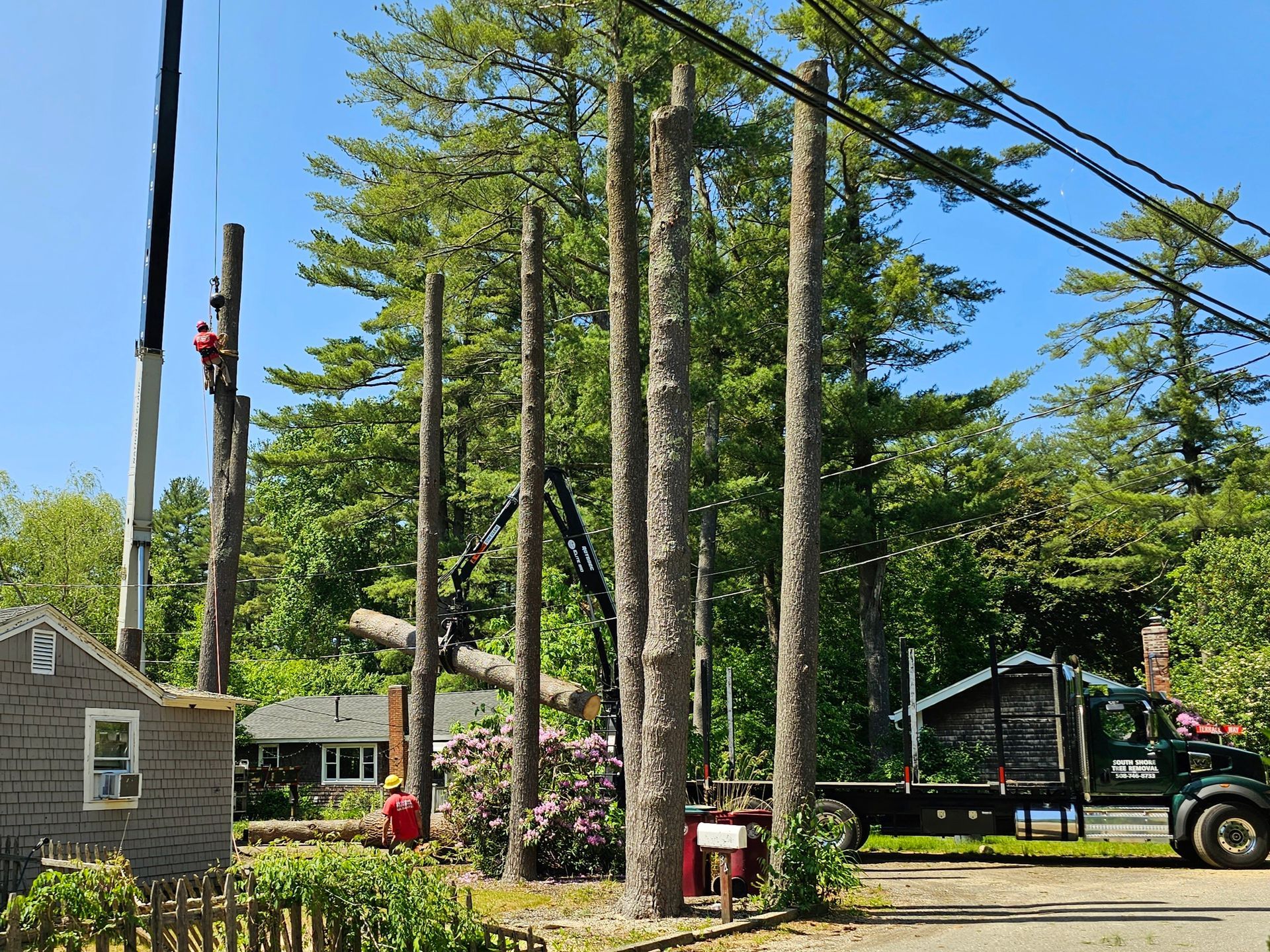 Service Gallery | South Shore Tree Removal Inc.