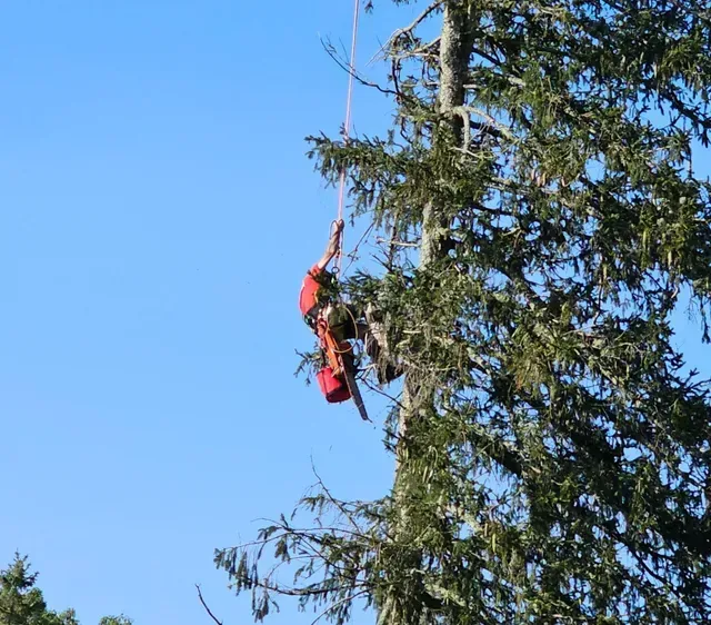 person working on a tree