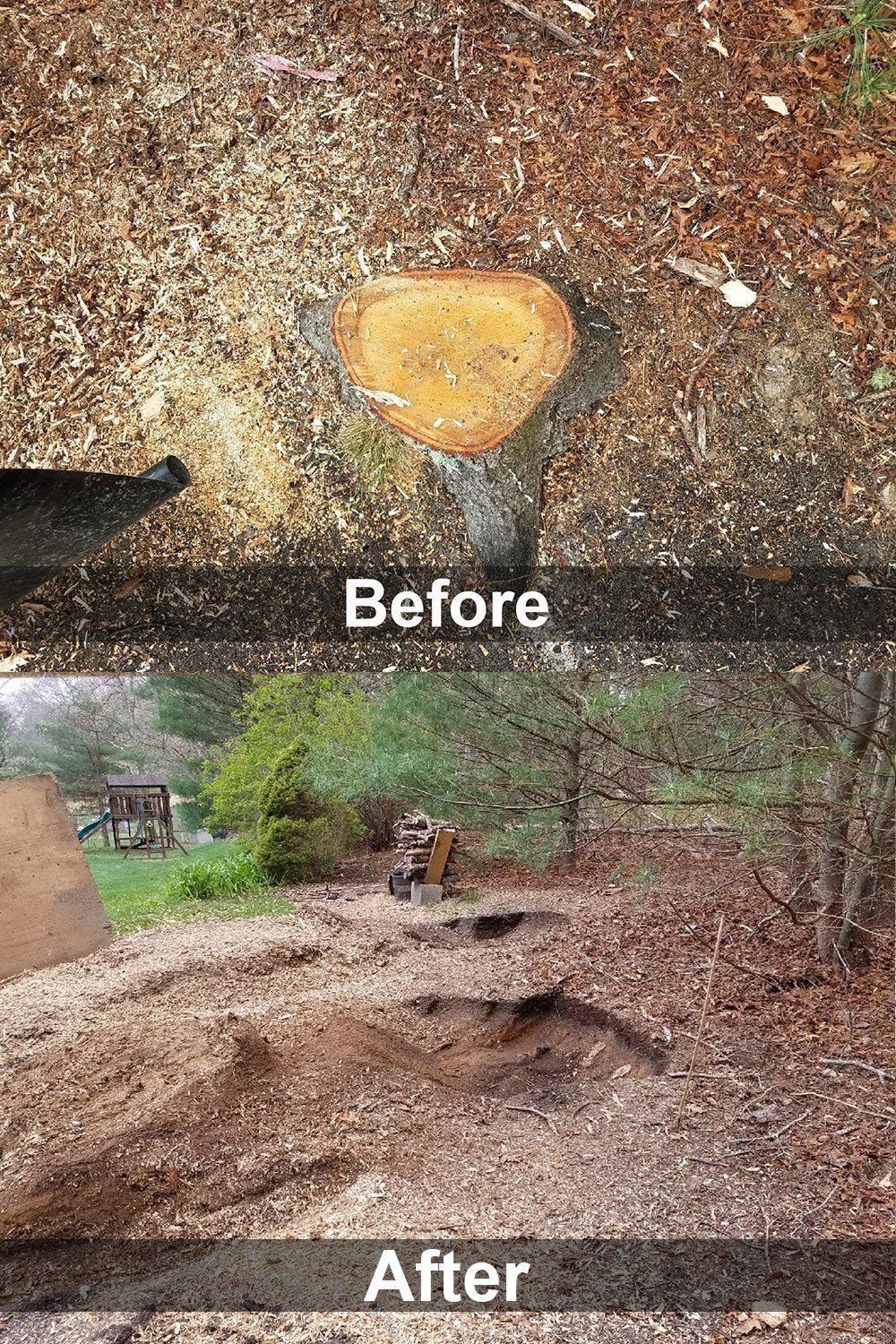 Before and after stump grinding