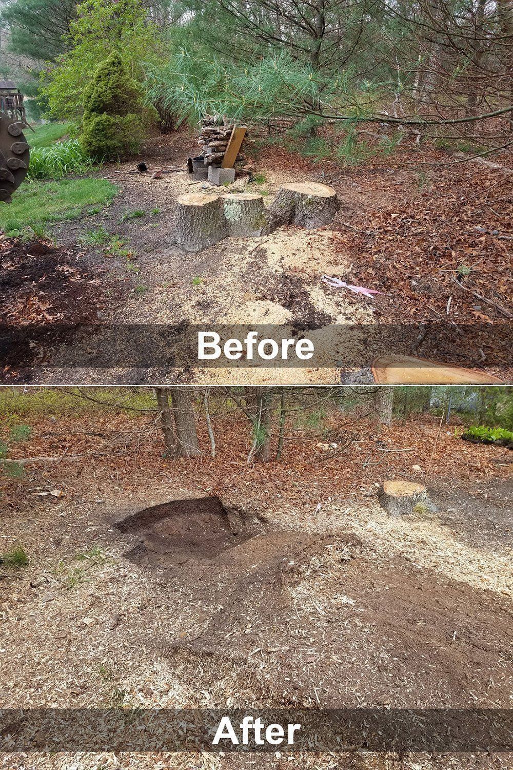 Before and after stump grinding