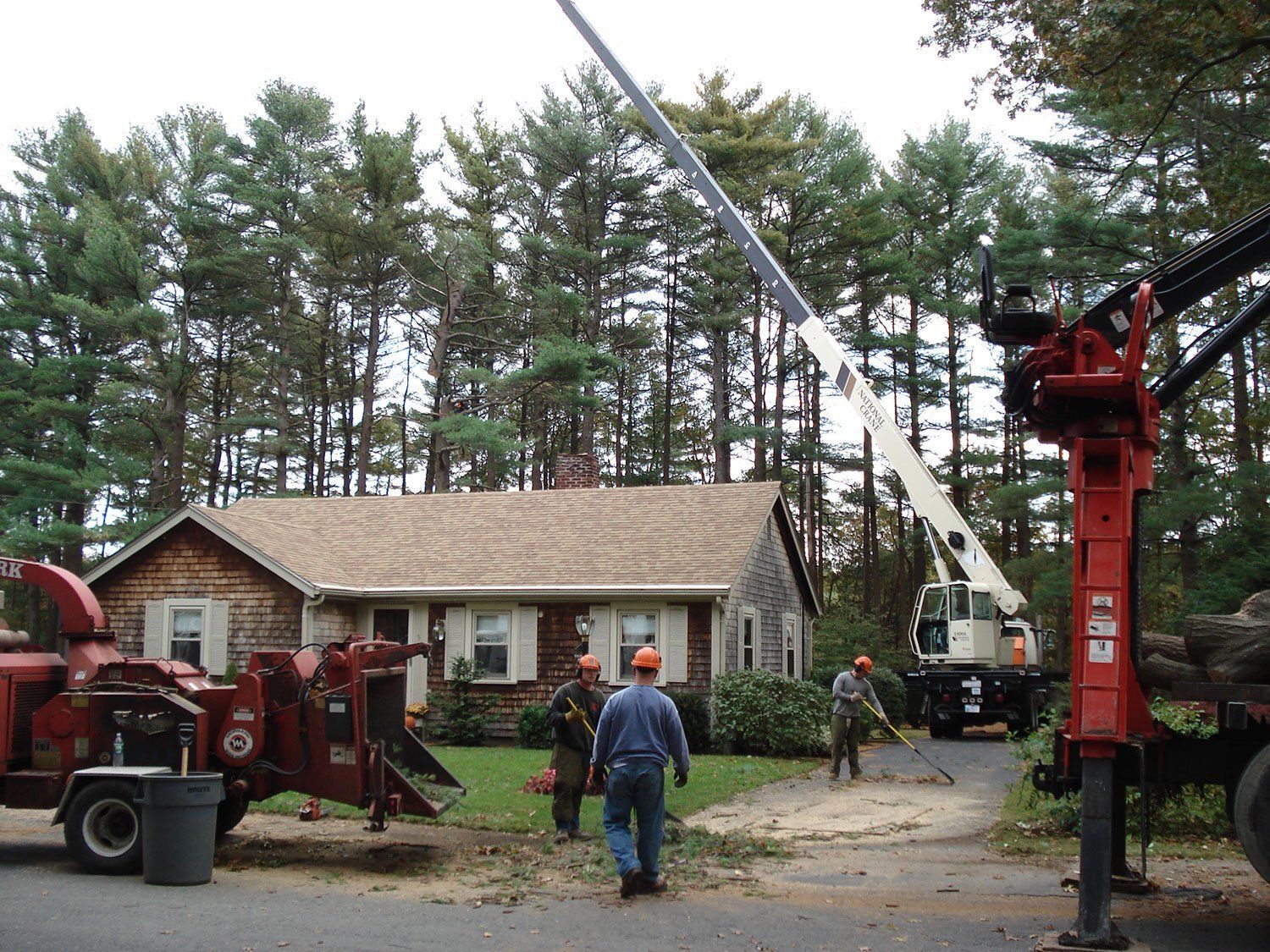 Tree removal