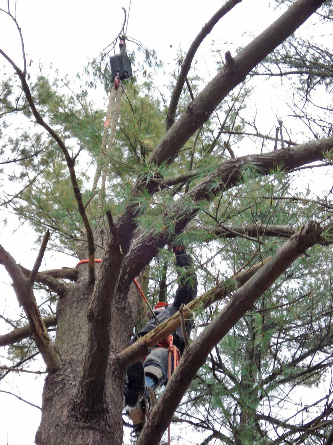 Tree removal