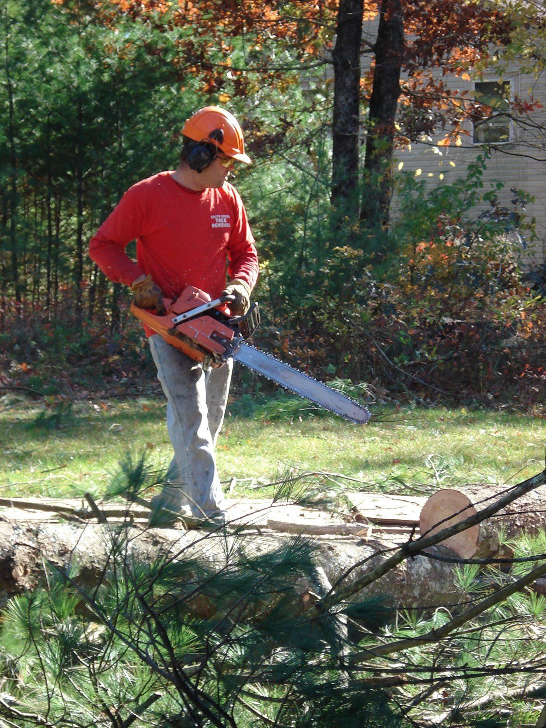 Tree cutting