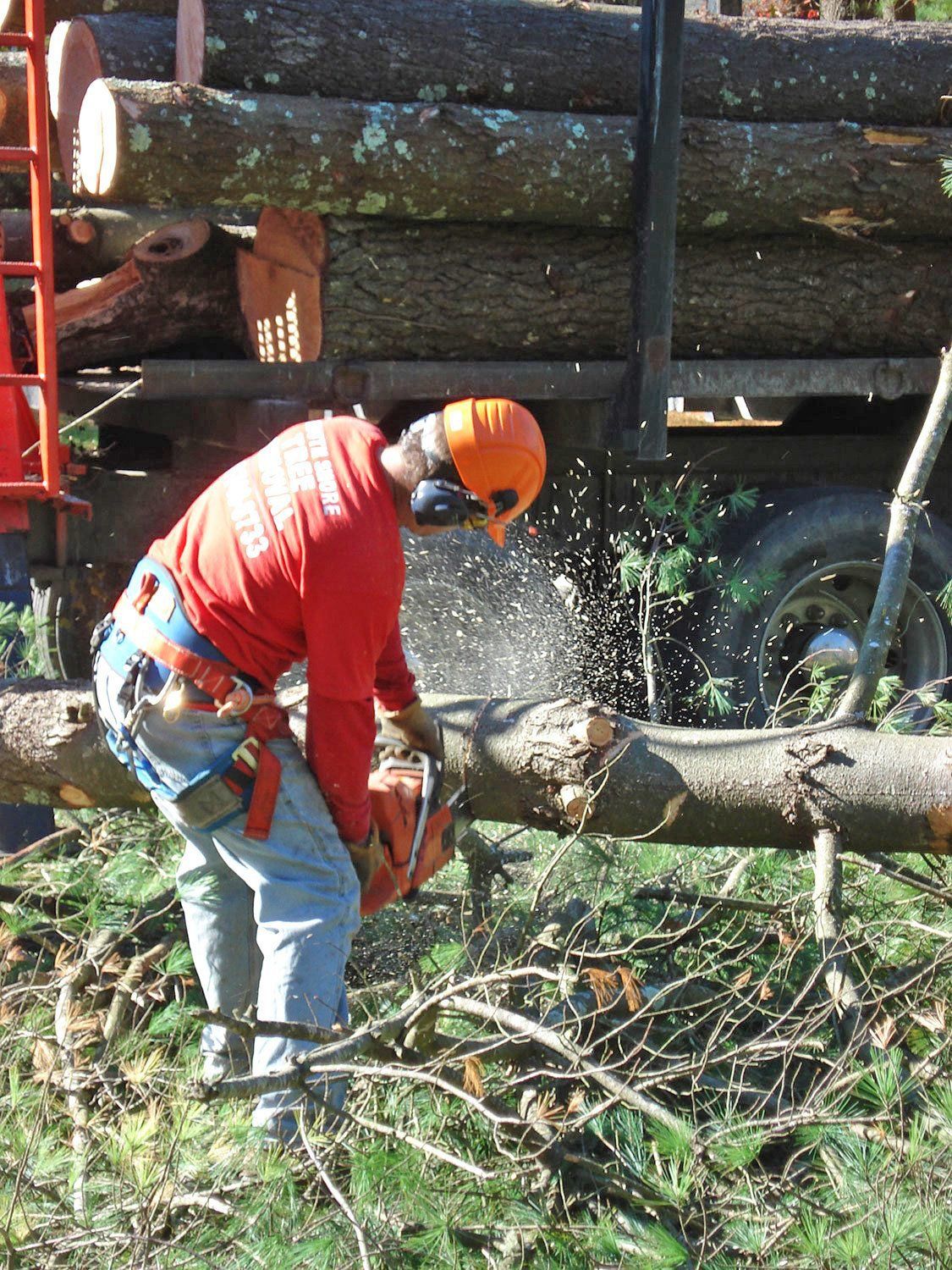 tree removal services plymouth ma