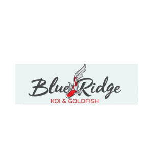 Blue Ridge Koi & Goldfish logo with gray script text and red koi fish graphic