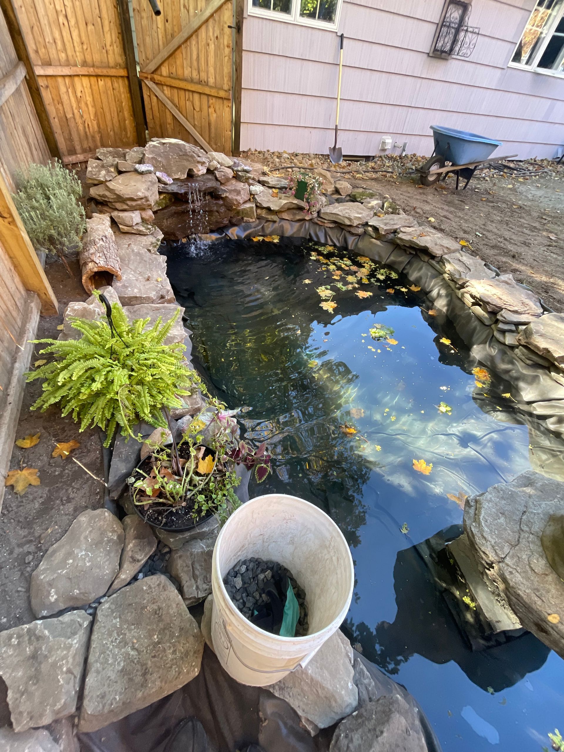 Backyard pond with rocks, plants, and a white bucket in the foreground under a wooden fence