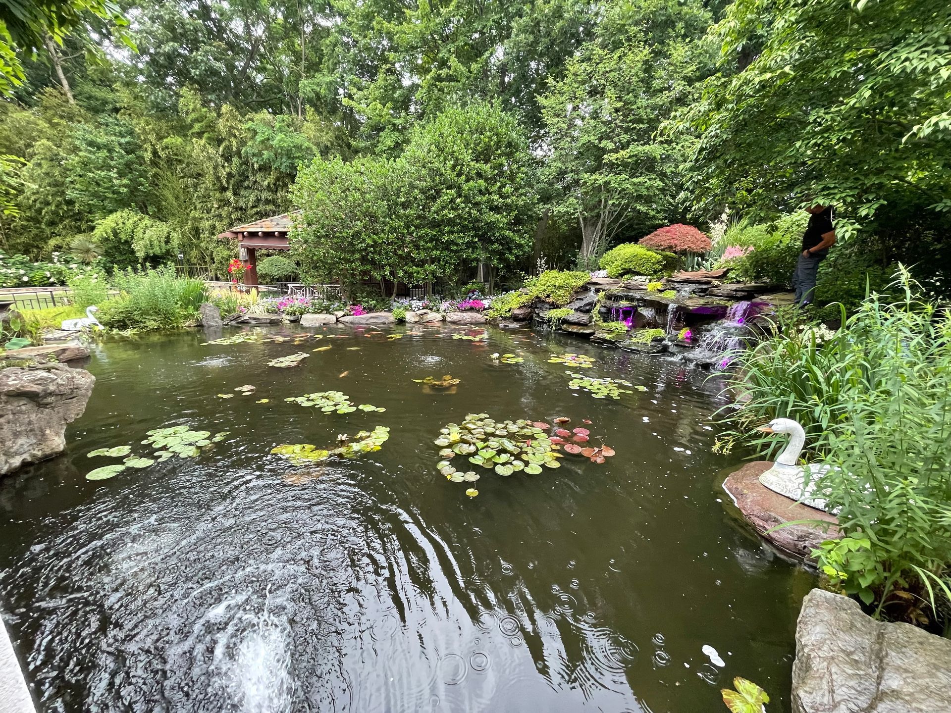 Garden pond with lily pads, rocks, and lush green trees surrounding the water