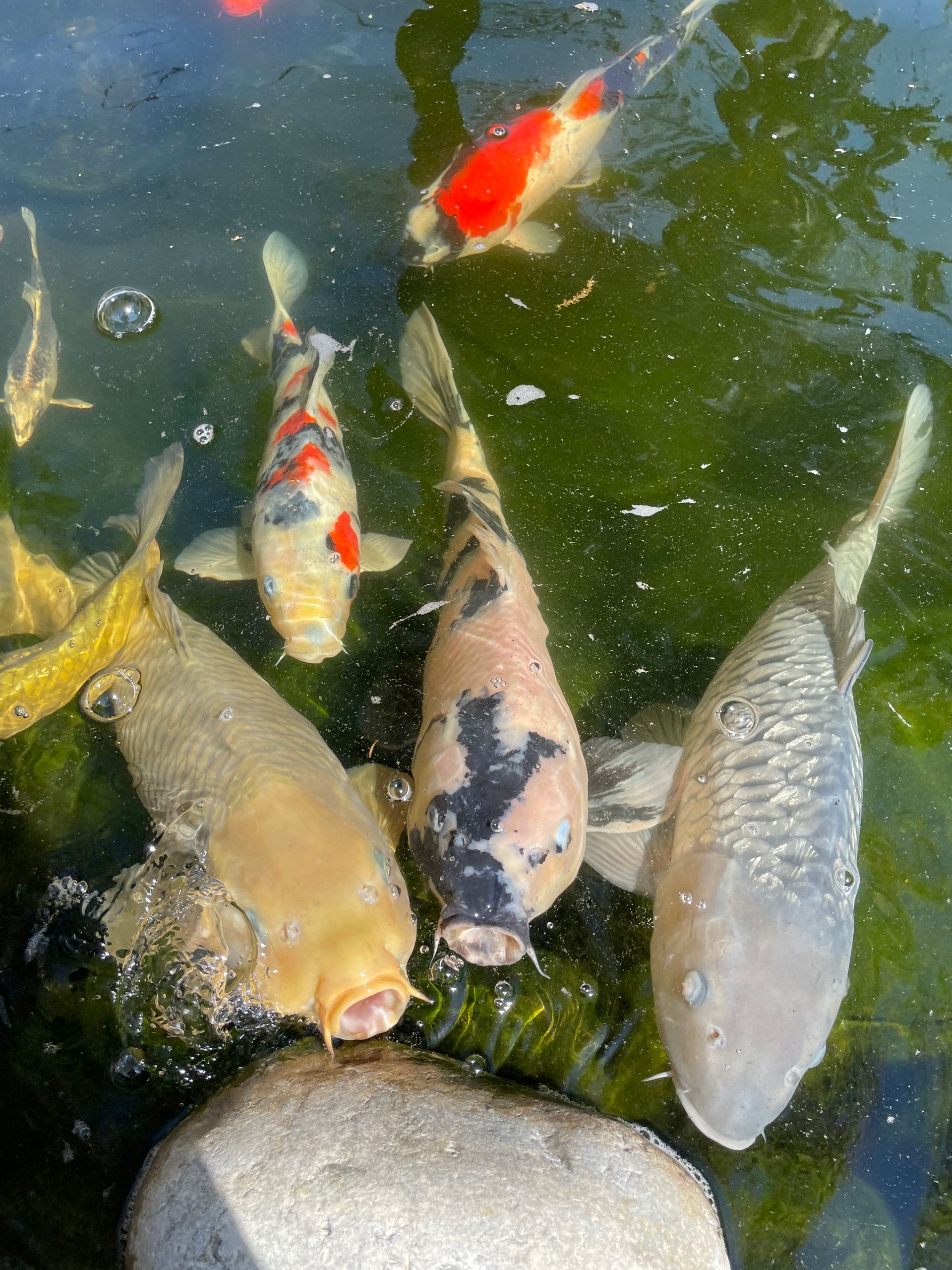 Koi fish swimming in a pond, including white, orange, and black patterned fish.