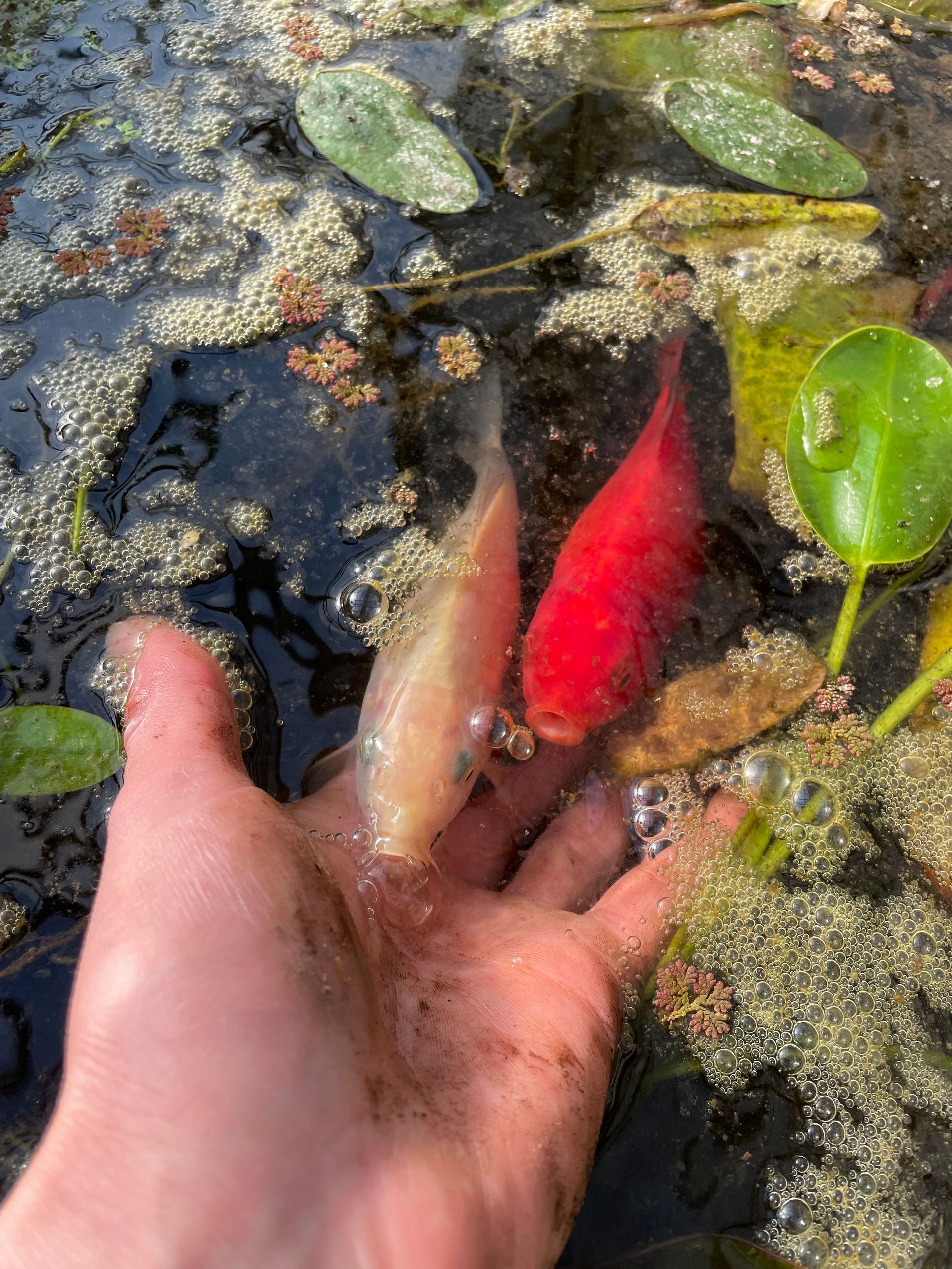 Hand holding two colorful koi fish in shallow water with lily pads and algae