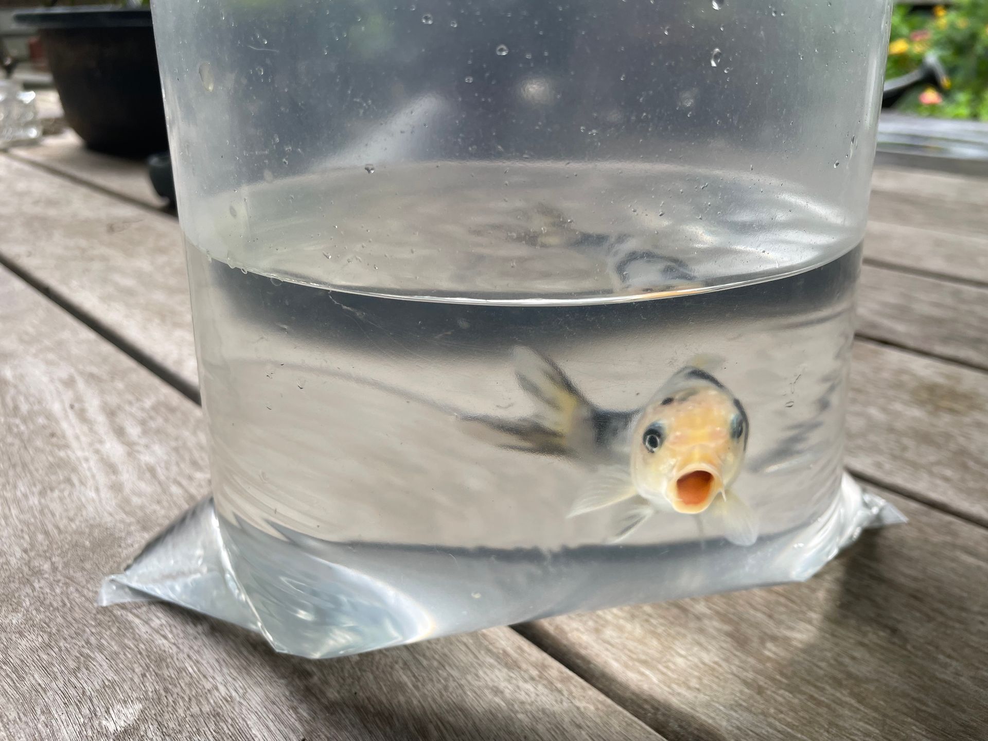 Small fish in a clear plastic bag of water on a wooden table, mouth open near the surface.