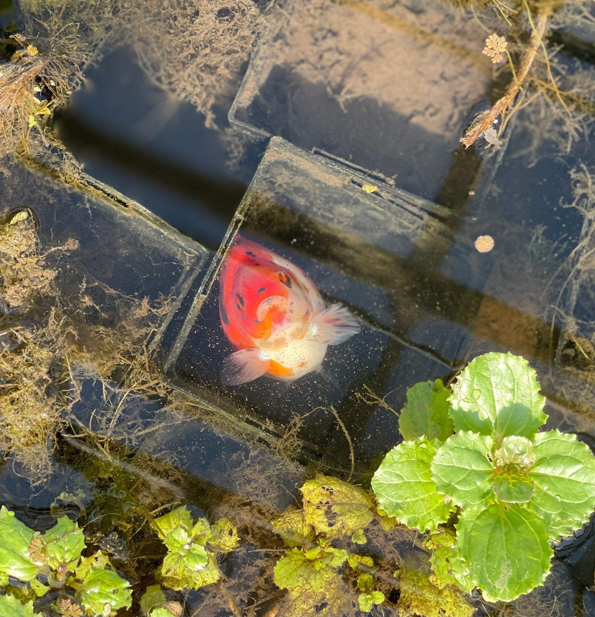 Goldfish in a shallow pond beside green leaves and dark stepping stones