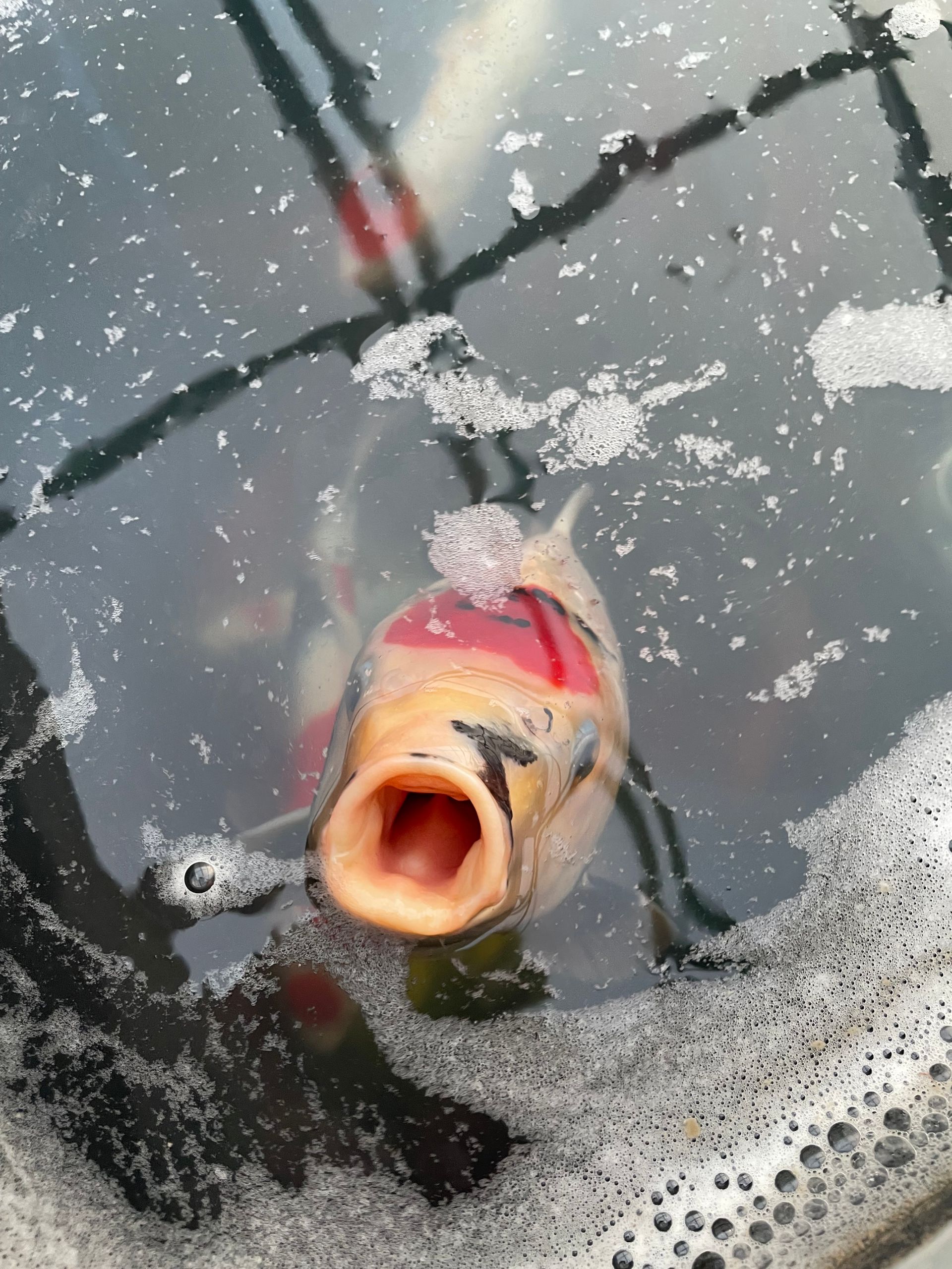 Fish surfacing in water with mouth open, near bubbles and ripples