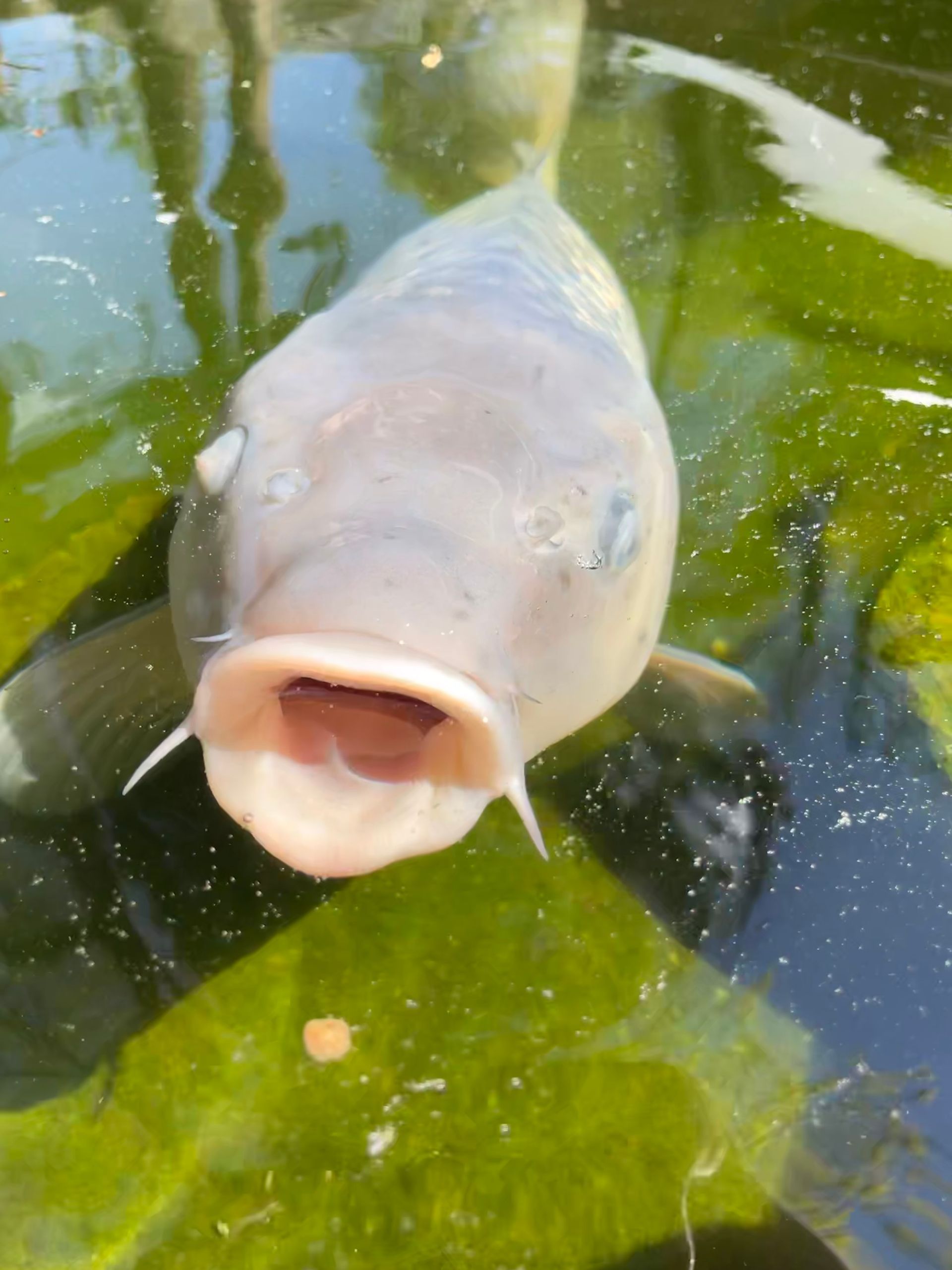 Close-up of a pale fish with open mouth swimming in green pond water, reflecting plants above.