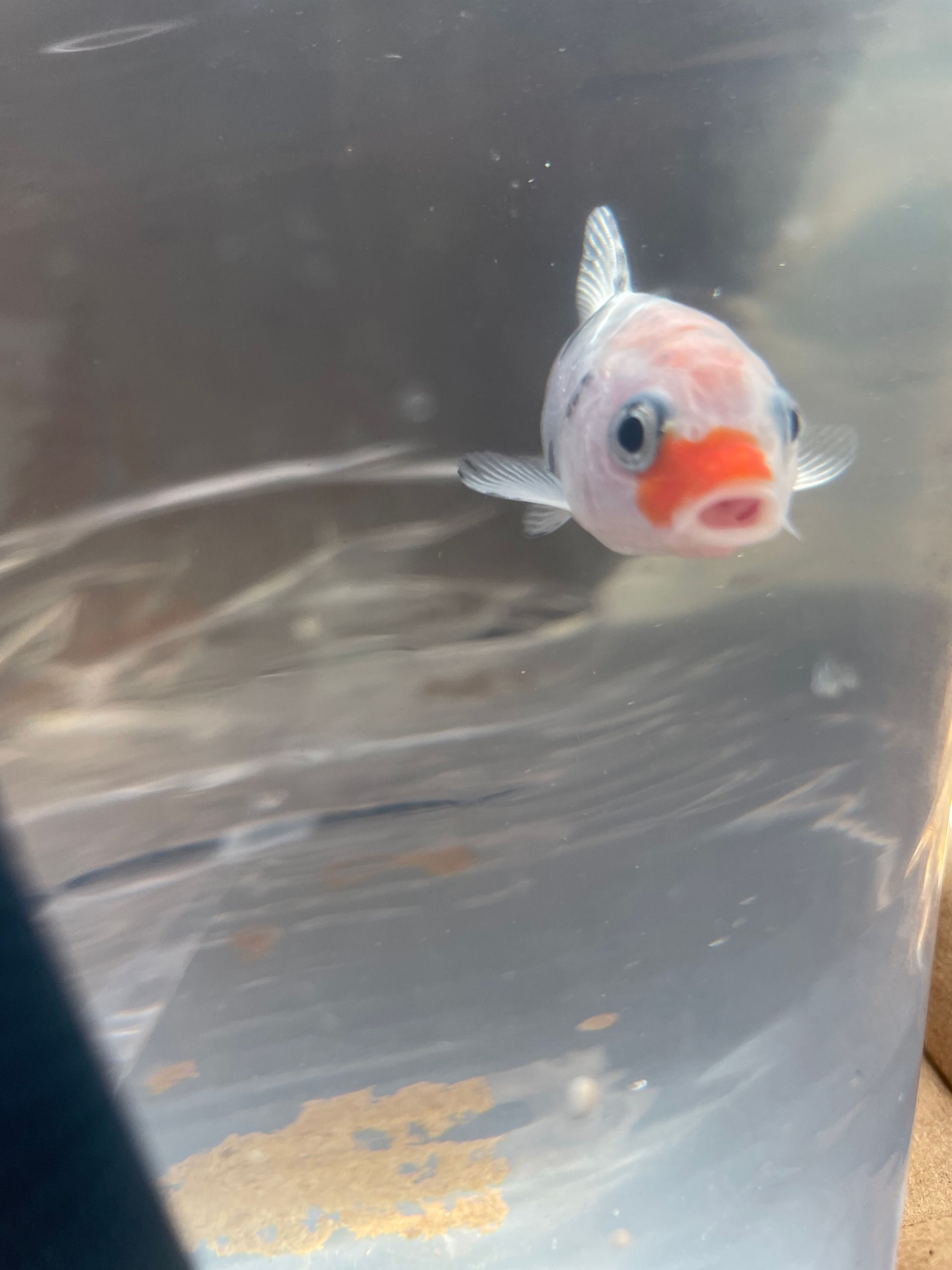 White fish with orange face in a clear plastic bag, facing the camera.