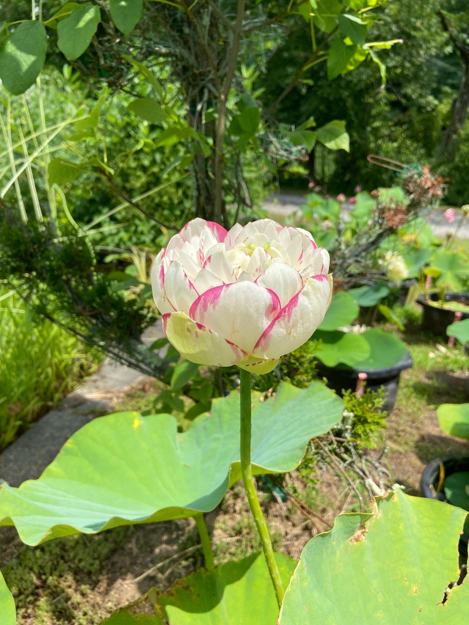 White lotus flower with pink-tipped petals blooming above green lily pads in a lush garden pond
