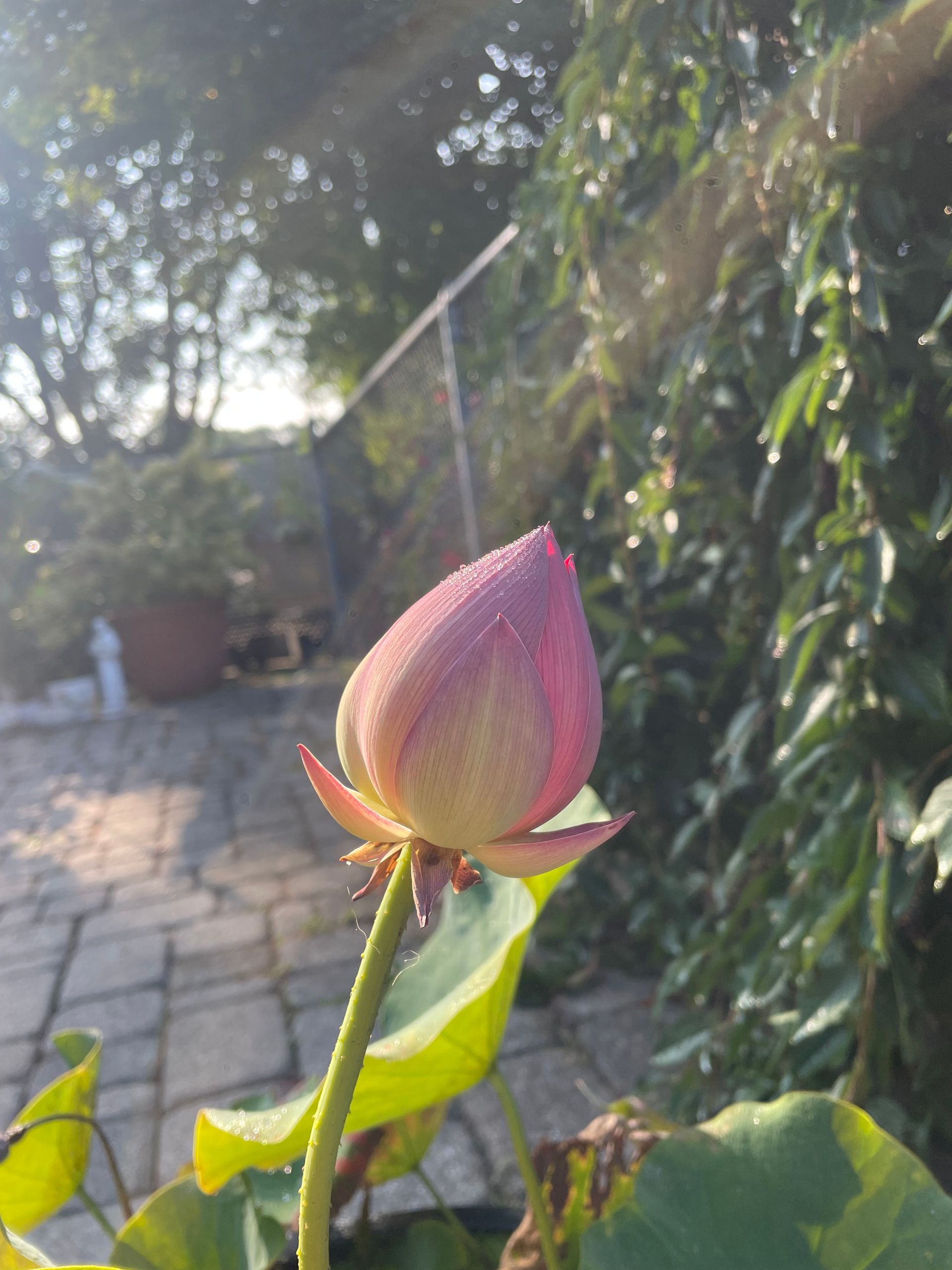 Pink rosebud in a sunny garden, with green leaves and a blurred stone path in the background