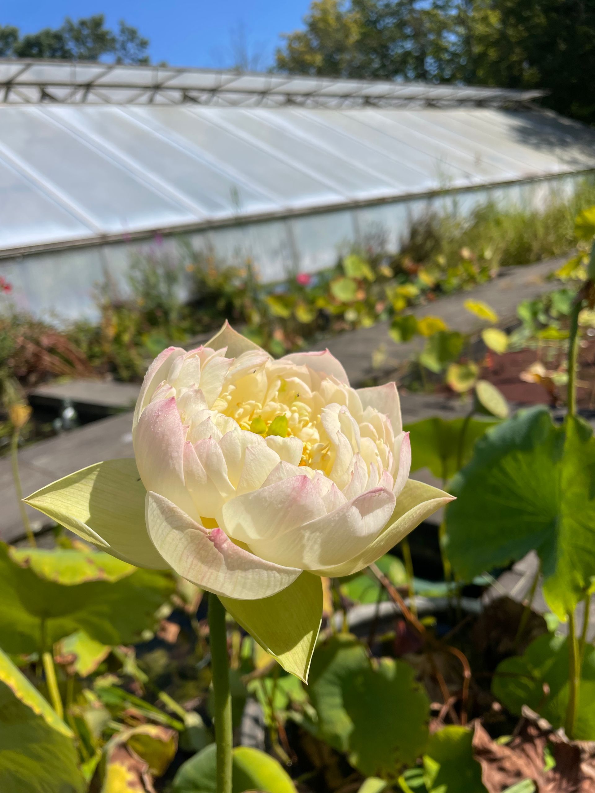 Creamy white lotus blossom in a sunny pond garden, with a greenhouse in the background