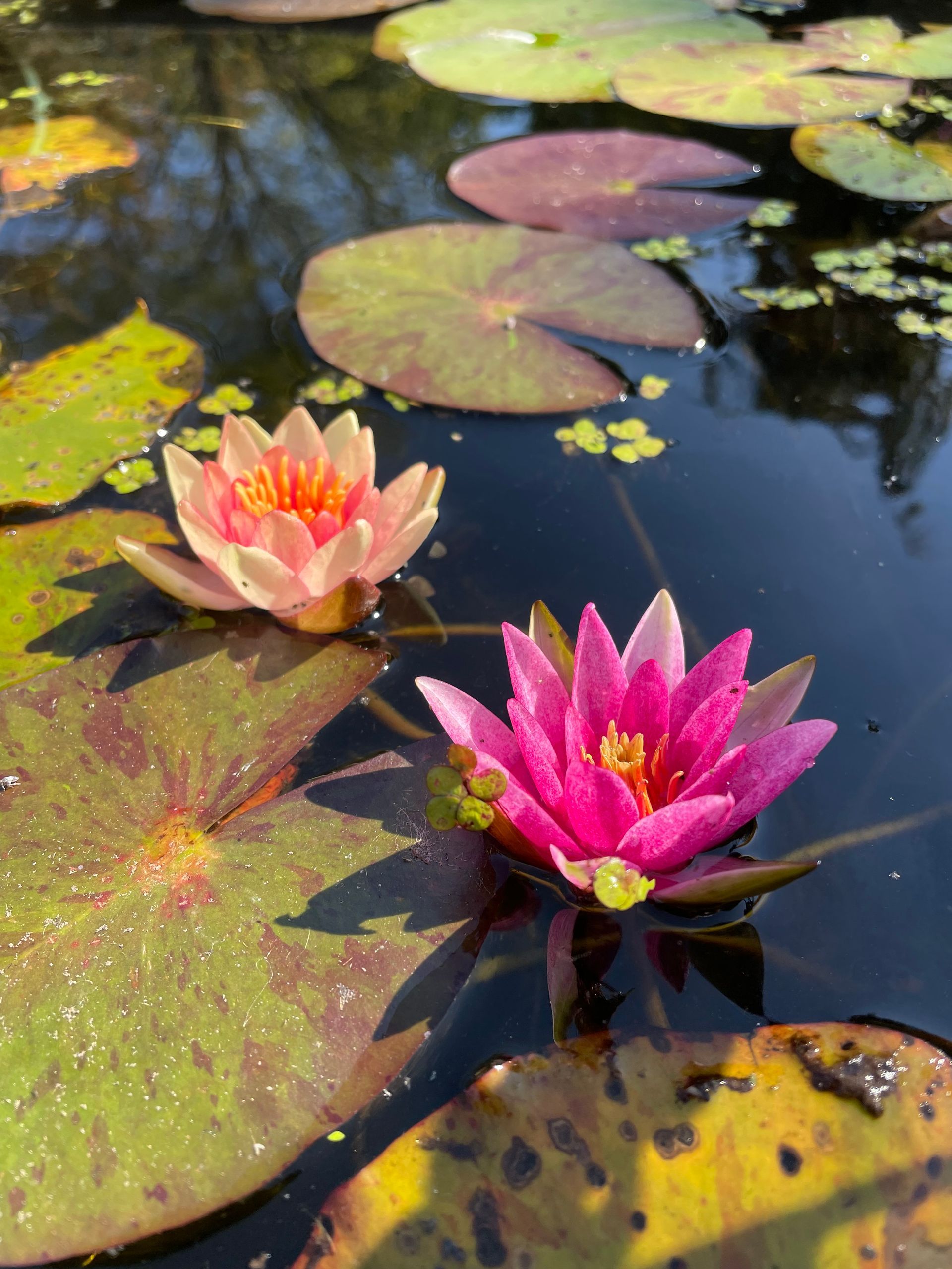 Two pink water lilies blooming among green lily pads on a pond