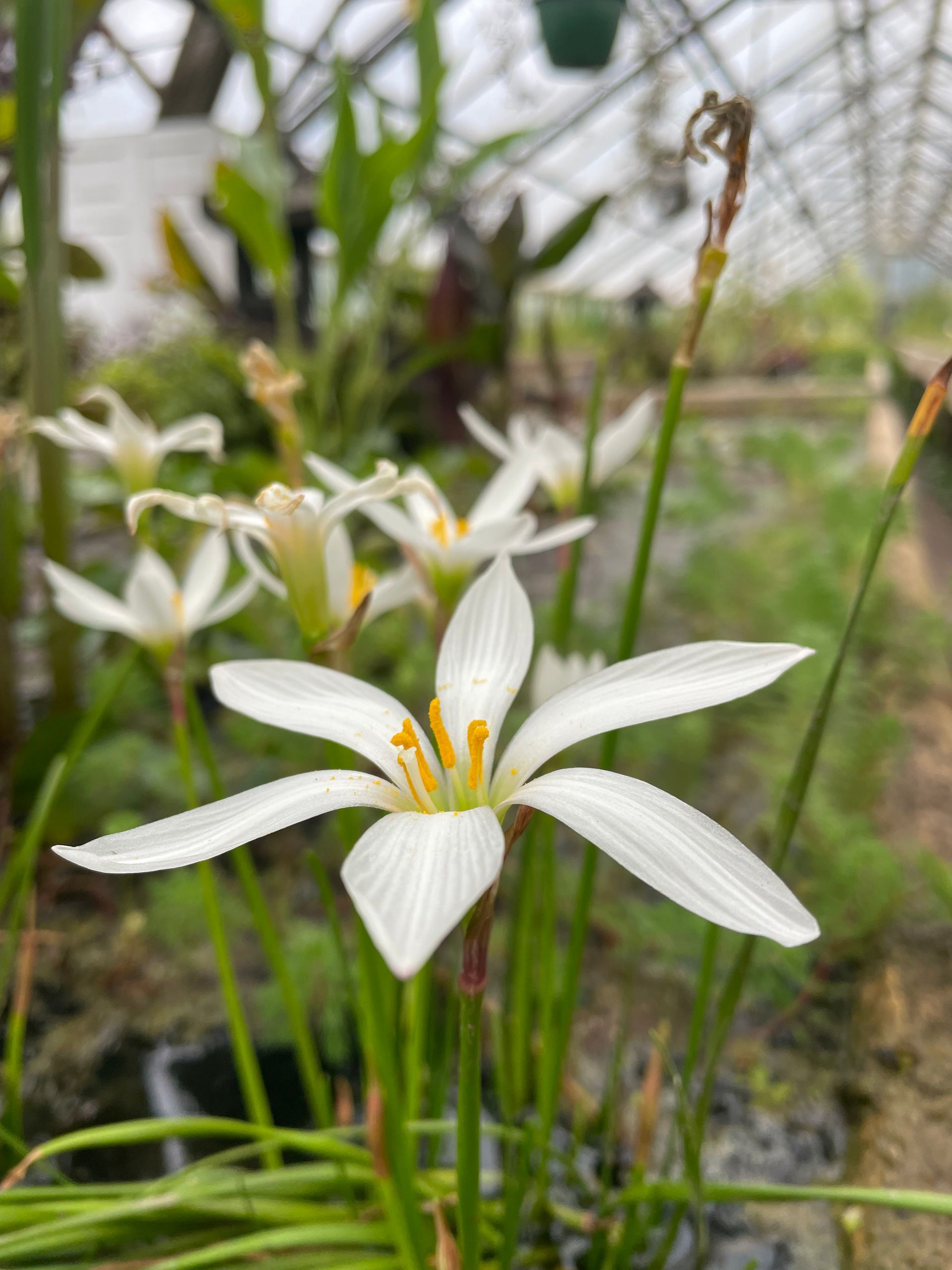 White star-shaped flower with orange stamens growing among green leaves in a garden bed