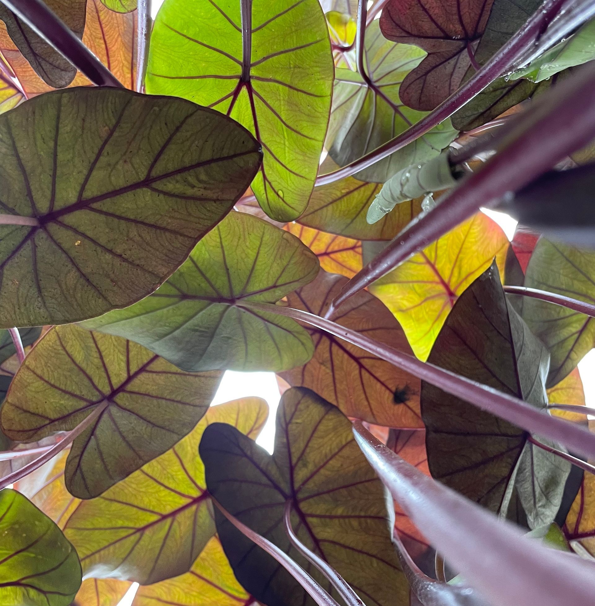 Close-up of large green and purple tropical leaves viewed from below against the sky