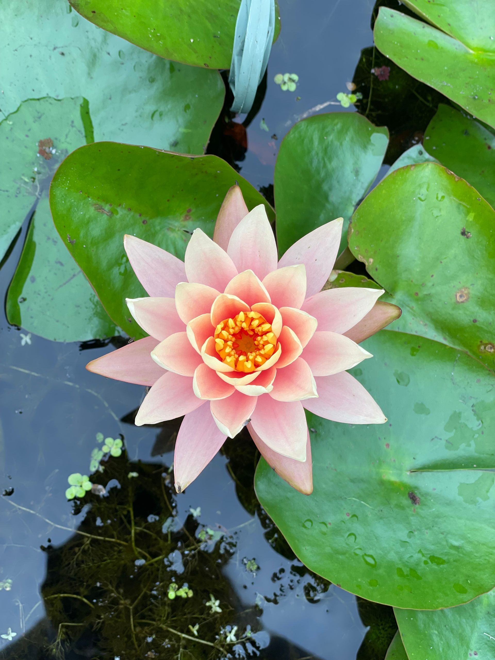 Pink water lily blooming among green lily pads on pond water