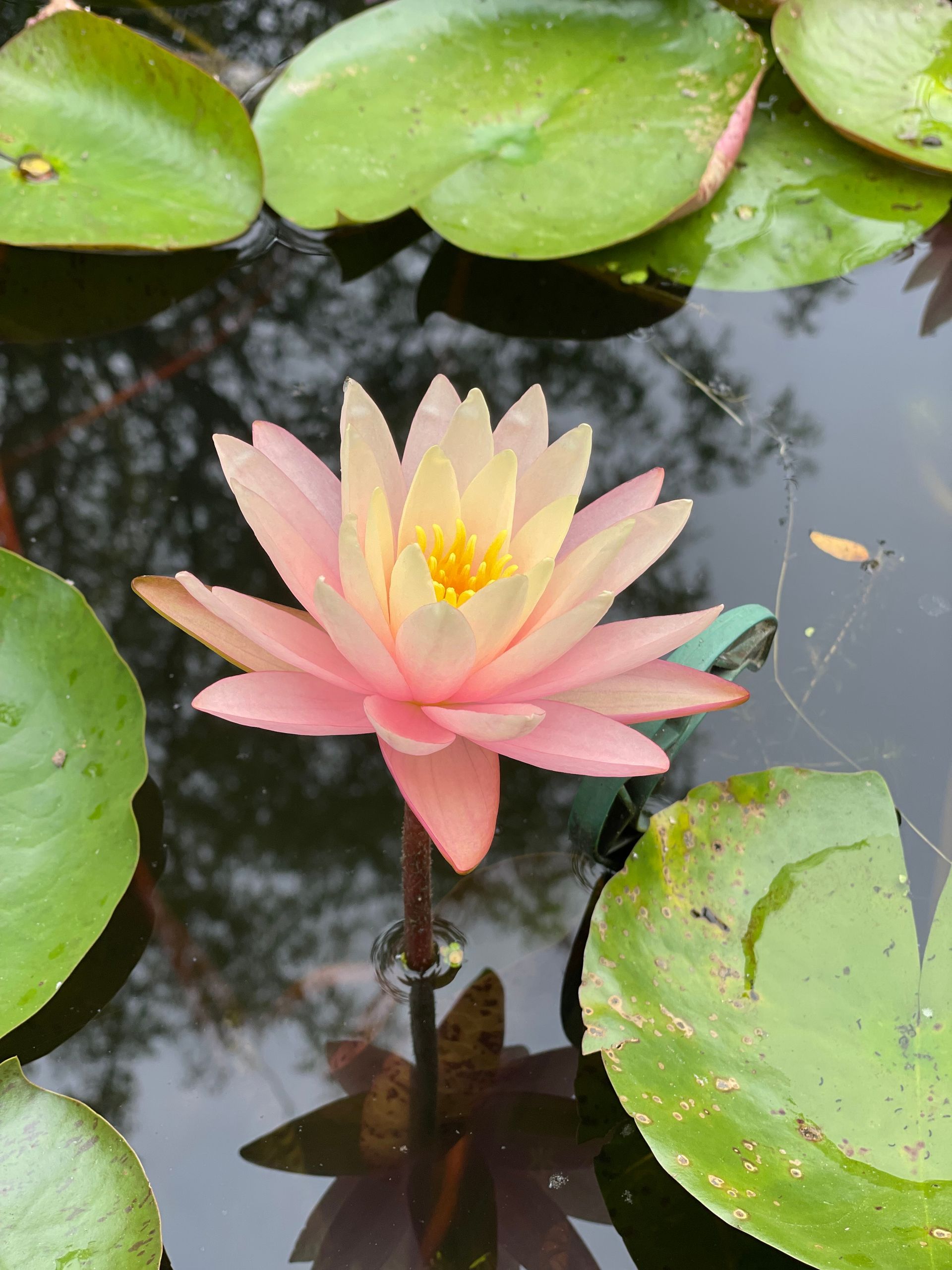 Pink water lily blooming among green lily pads in a pond
